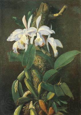 unknow artist Orquideas France oil painting art